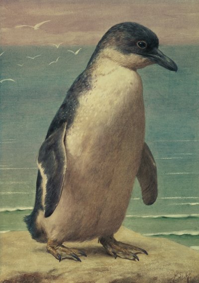Studie eines Pinguins von Henry Stacey Marks